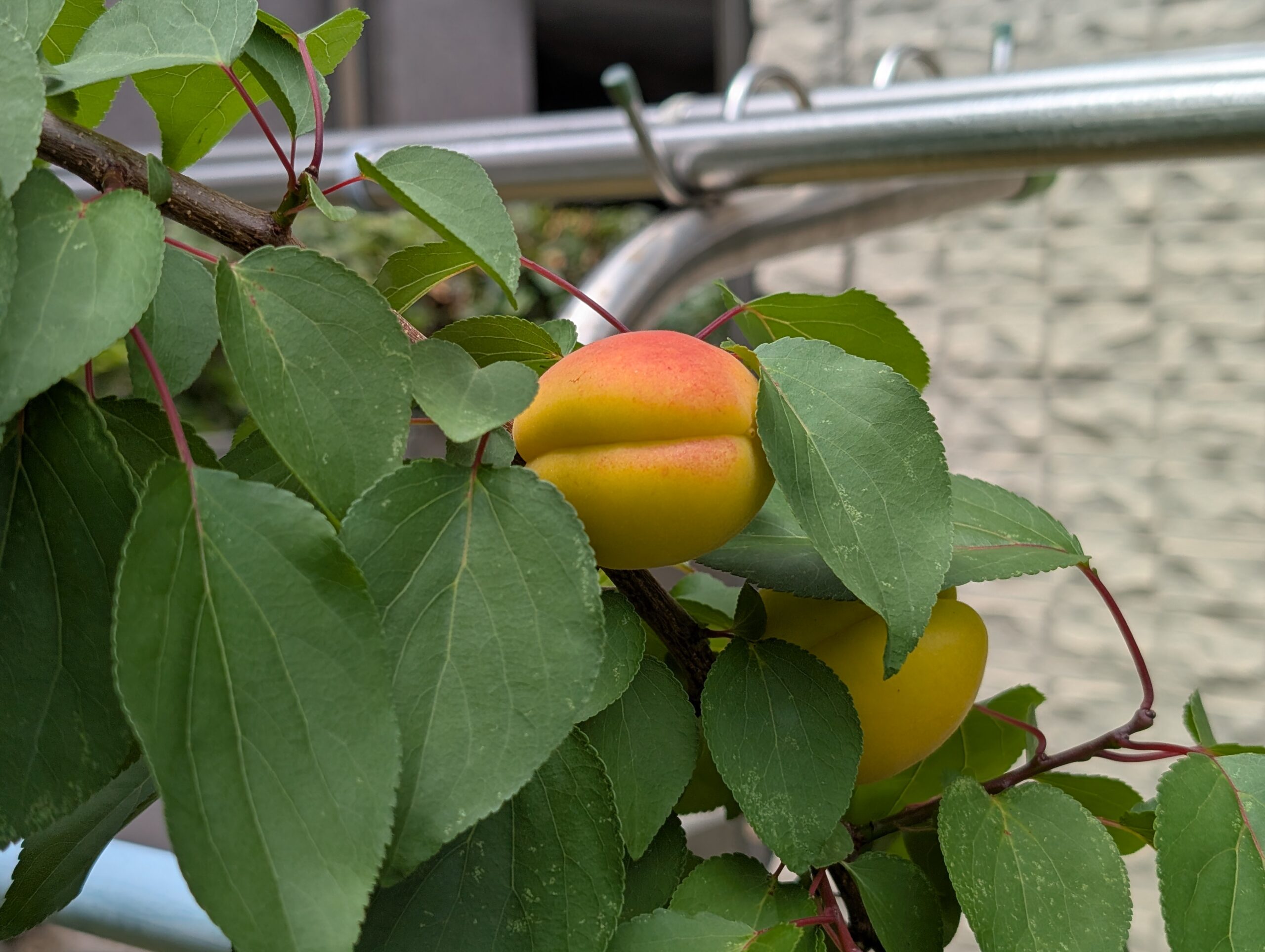 7月